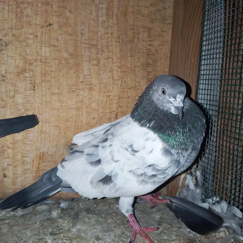 fakir gol kabutar — photo 2