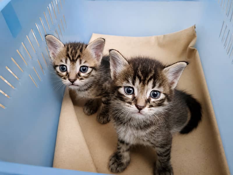 Tabby Kittens, read description first 0