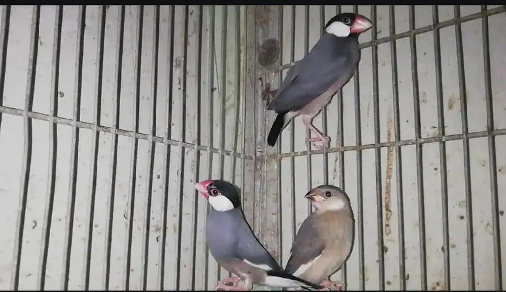 fawn split breeder Pair's — photo 2