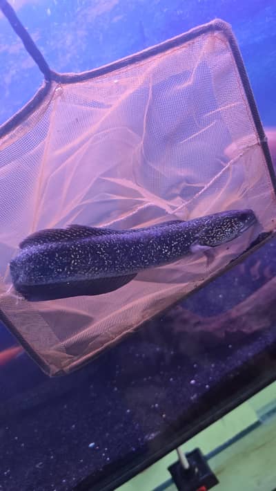 Exotic Fish