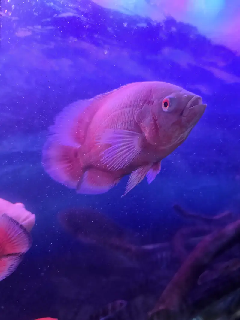 Exotic Fish — photo 2