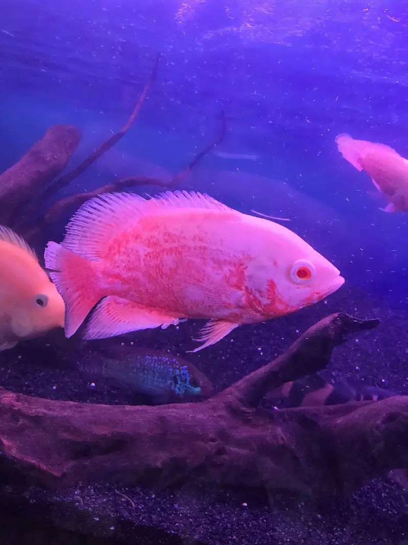 Exotic Fish — photo 3