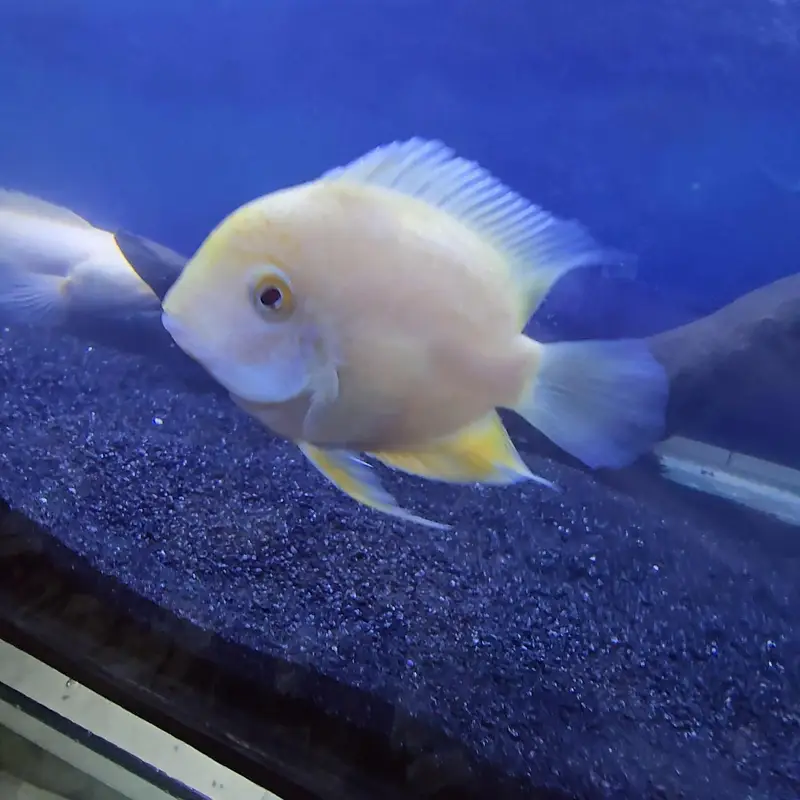 Exotic Fish — photo 4
