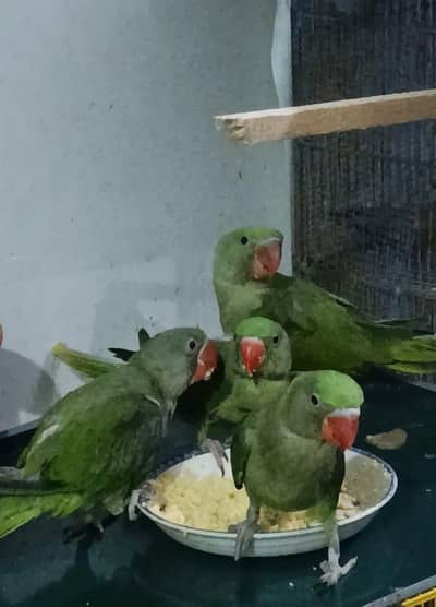 Raw Kashmiri Parrot | Home breeder | 4 months | For Sale | Self par ha