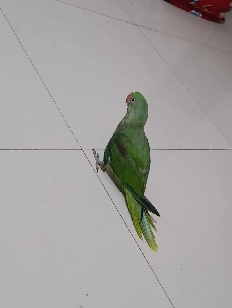 Raw Kashmiri Parrot | Home breeder | 4 months | For Sale | Self par ha — photo 3