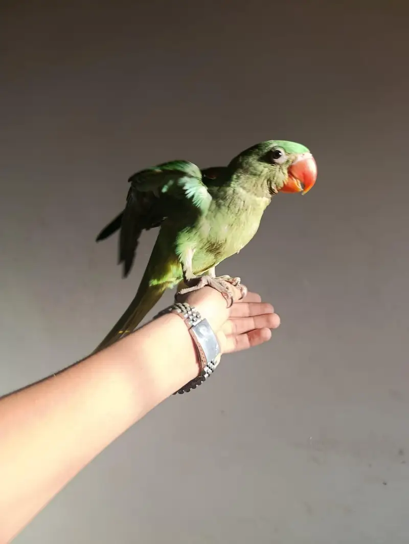Raw Kashmiri Parrot | Home breeder | 4 months | For Sale | Self par ha — photo 5