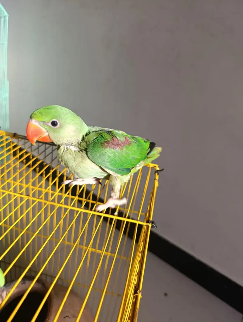 Raw Kashmiri Parrot | Home breeder | 4 months | For Sale | Self par ha — photo 7