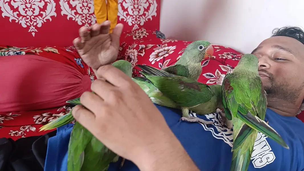 Raw Kashmiri Parrot | Home breeder | 4 months | For Sale | Self par ha — photo 8