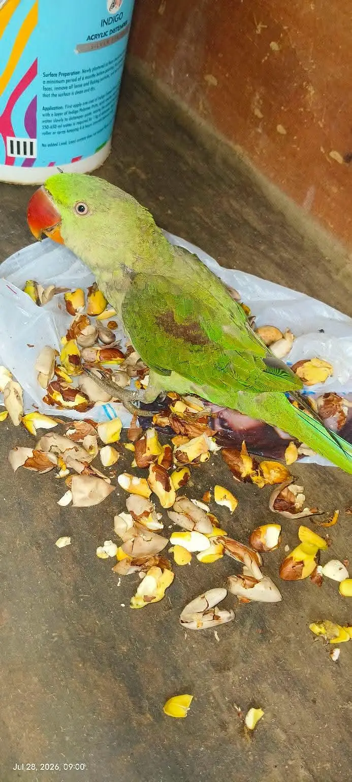 Raw Kashmiri Parrot | Home breeder | 4 months | For Sale | Self par ha — photo 10