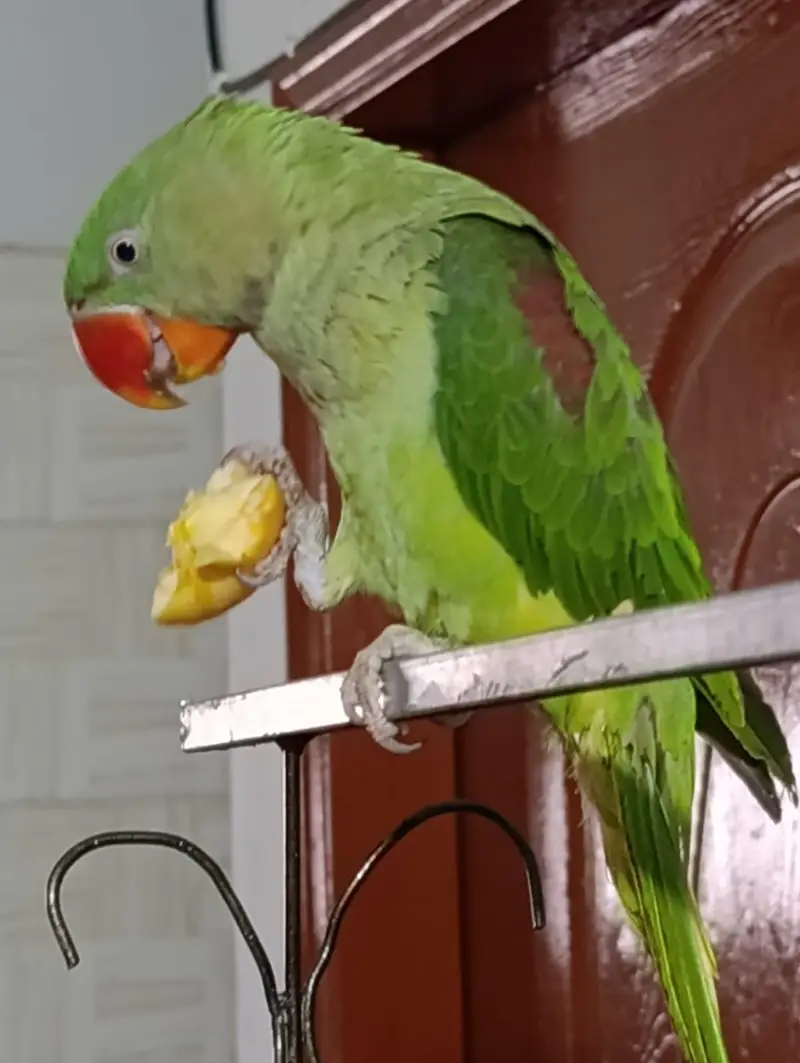 Raw Kashmiri Parrot | Home breeder | 4 months | For Sale | Self par ha — photo 11
