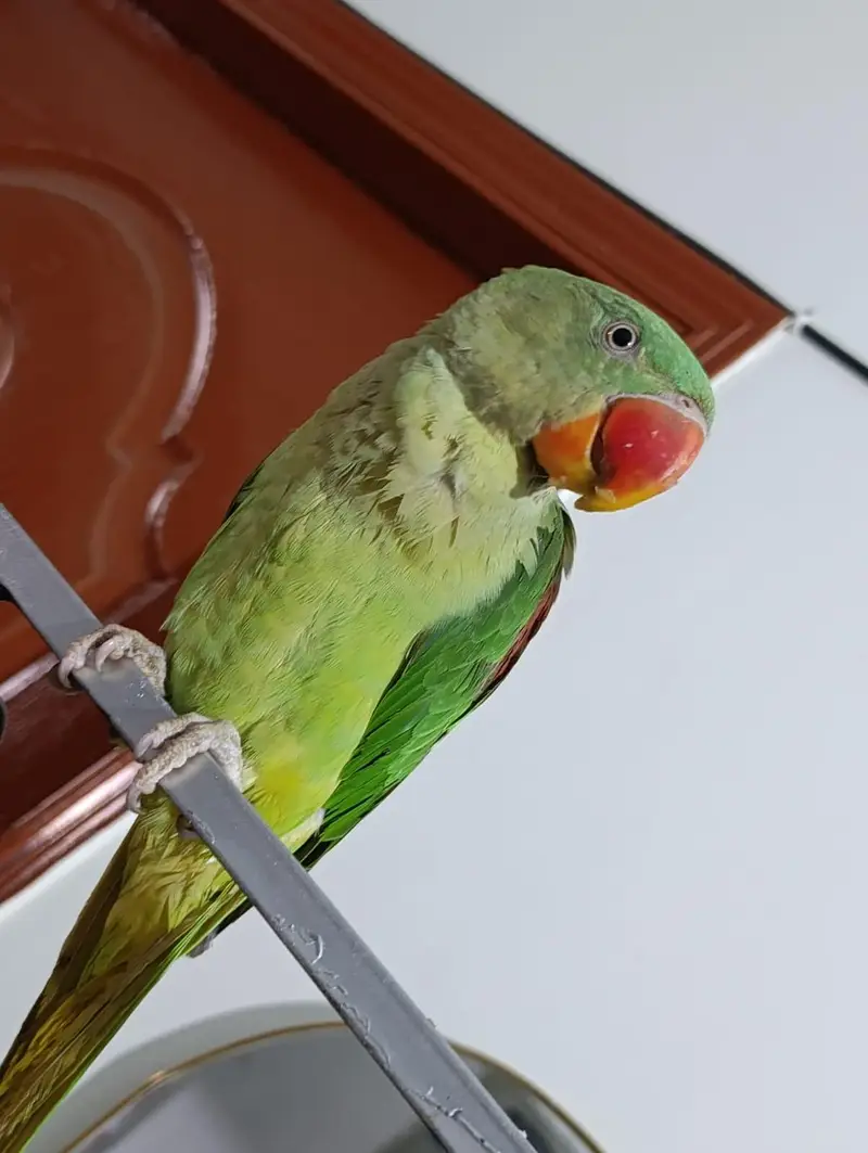 Raw Kashmiri Parrot | Home breeder | 4 months | For Sale | Self par ha — photo 12