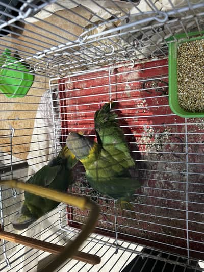 Parrot he shokh me liye the