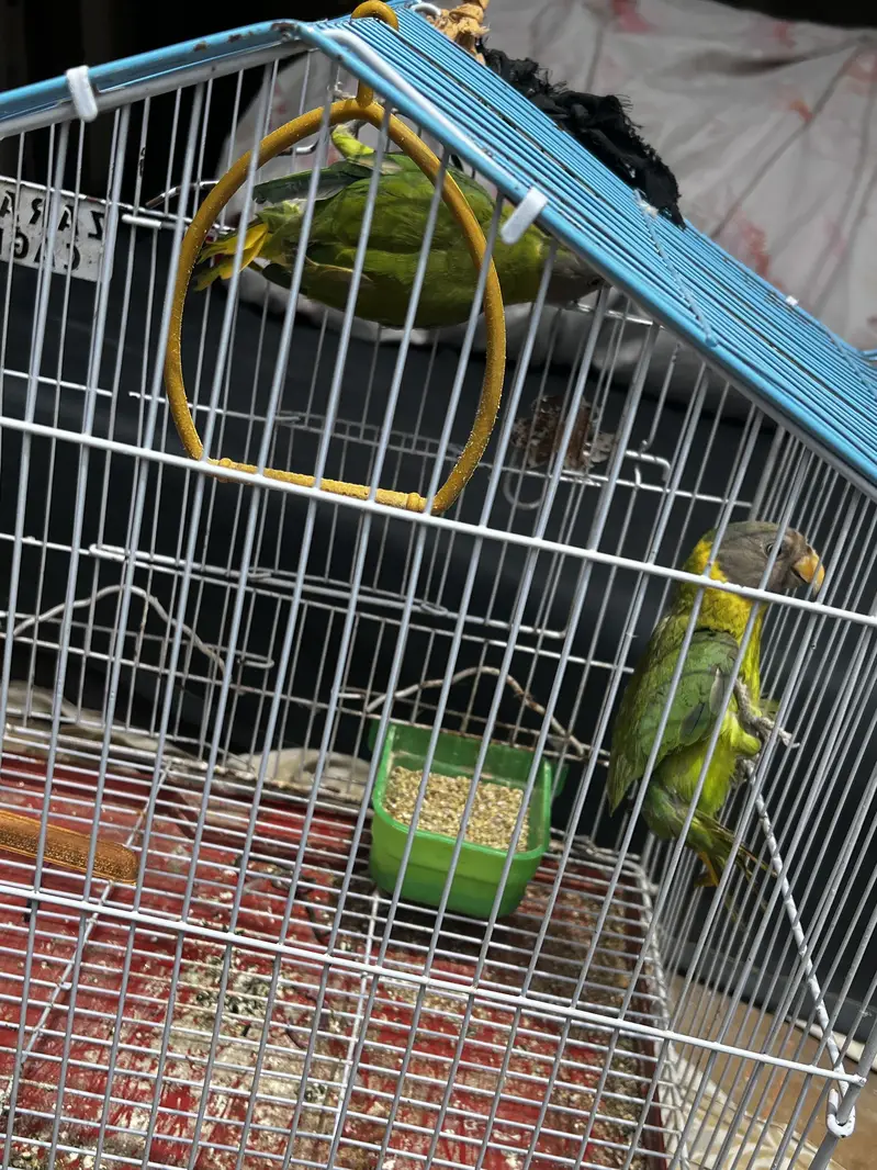 Parrot he shokh me liye the — photo 2