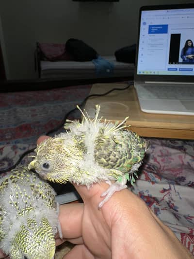 Hogoromo Budgies for handtame