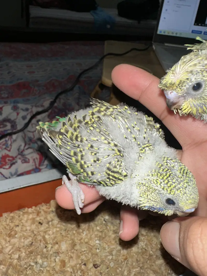 Hogoromo Budgies for handtame — photo 2