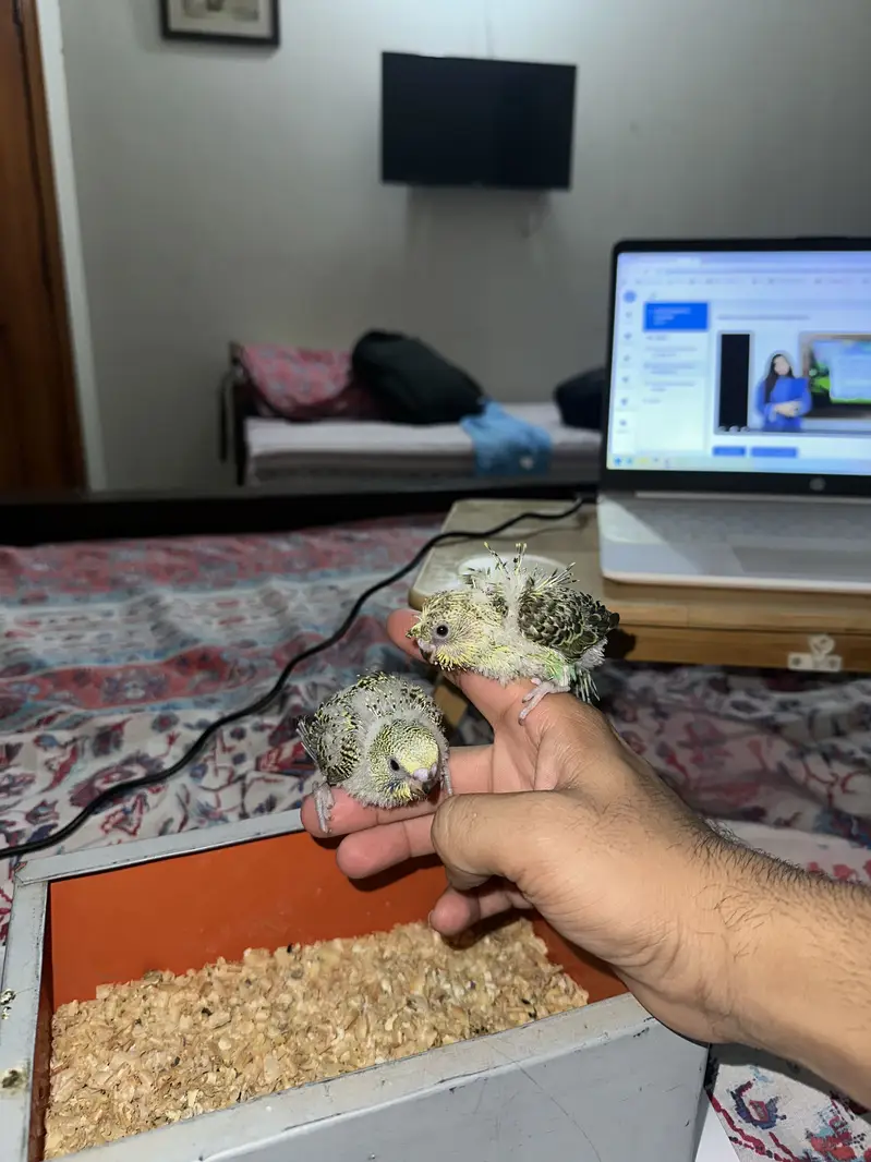 Hogoromo Budgies for handtame — photo 3
