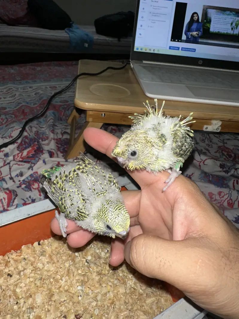Hogoromo Budgies for handtame — photo 4