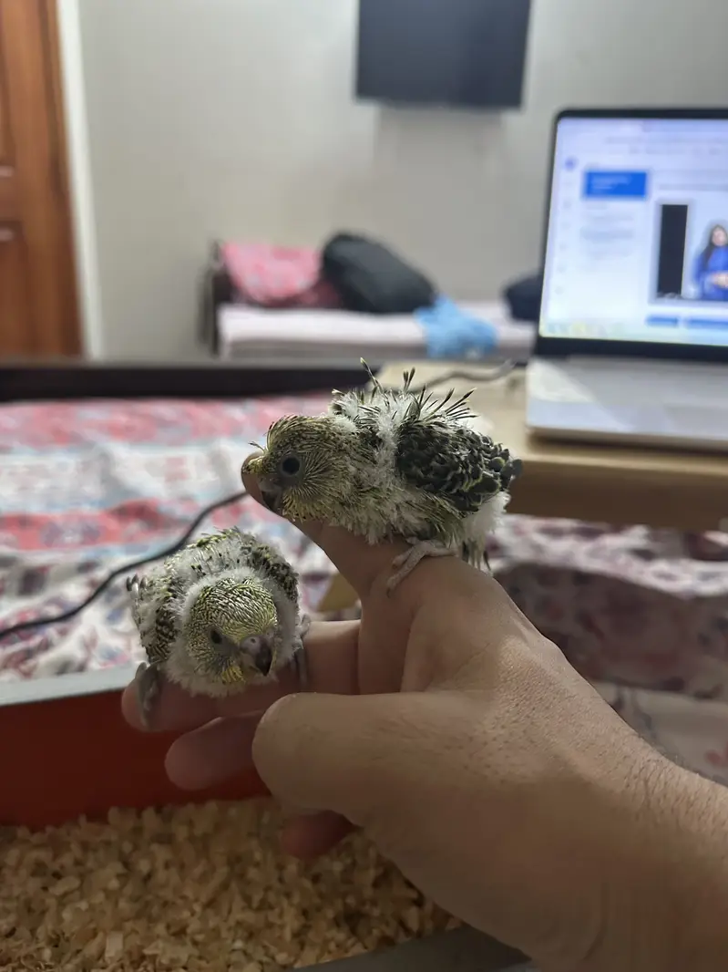 Hogoromo Budgies for handtame — photo 5