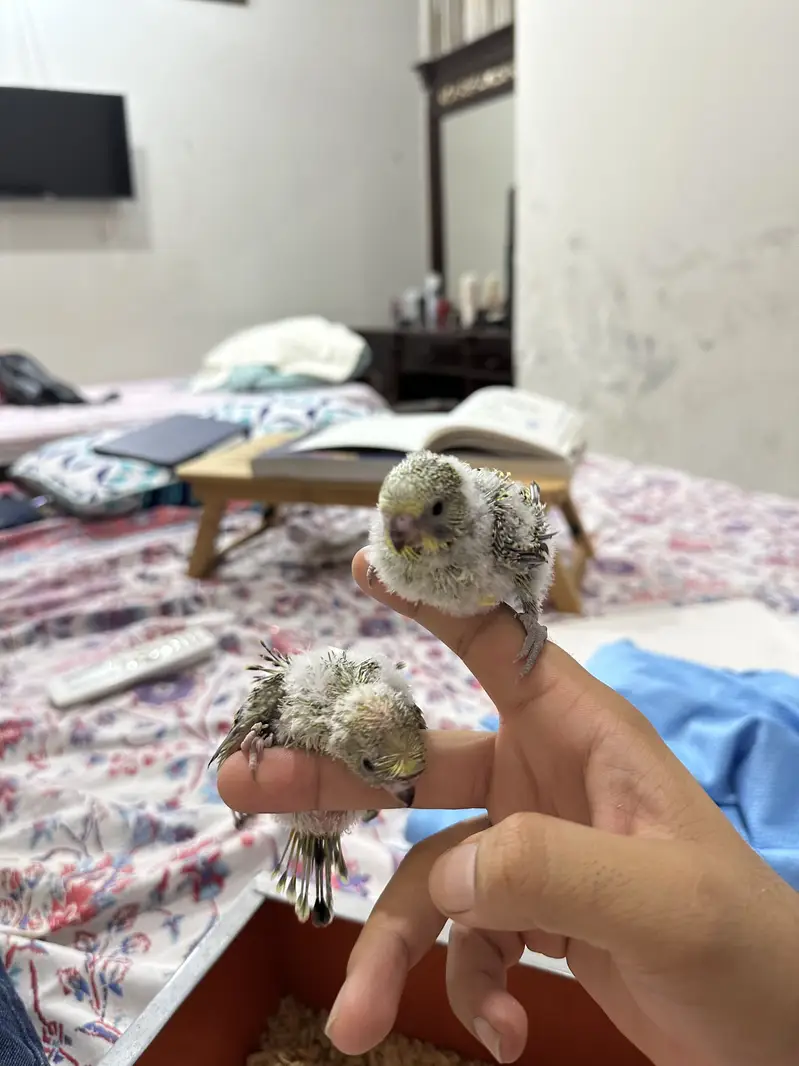 Hogoromo Budgies for handtame — photo 6