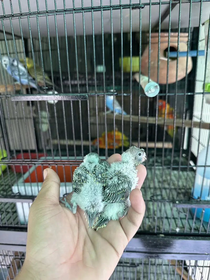 Hogoromo Budgies for handtame — photo 7