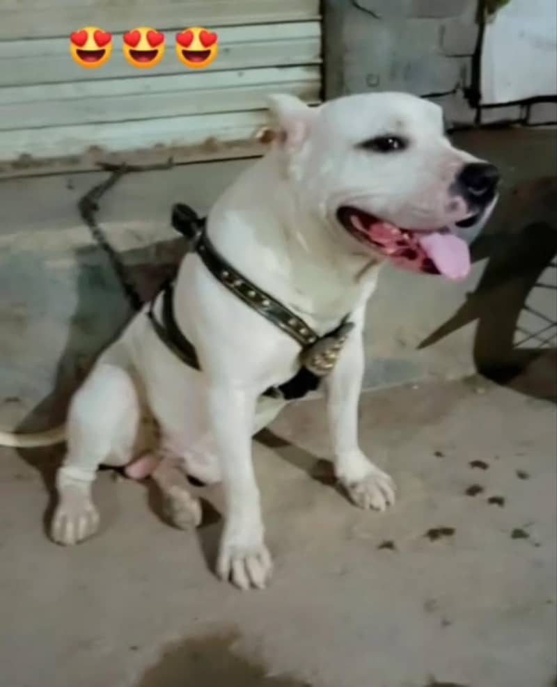 pitbull 0