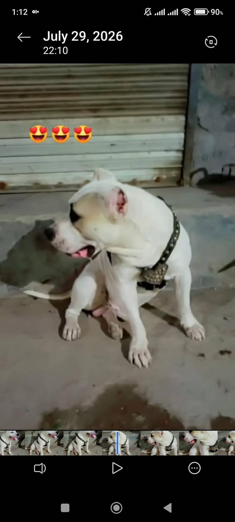 pitbull 1