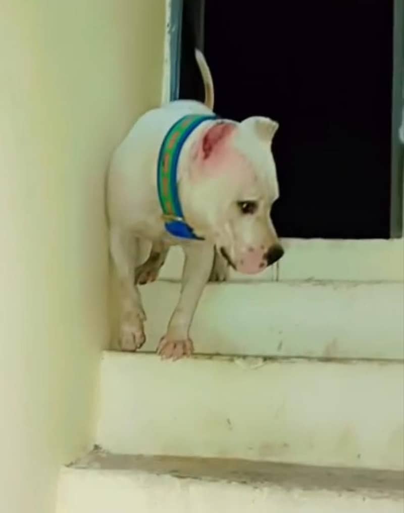 pitbull 2