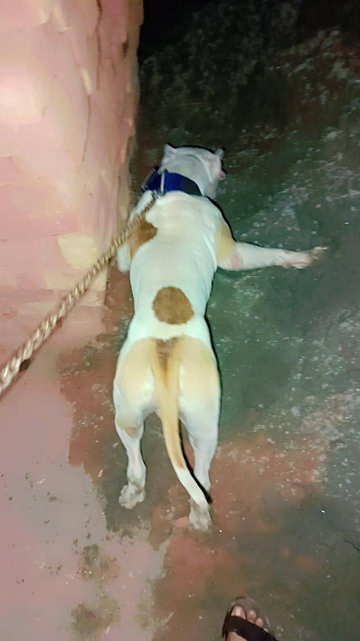 pitbull 3