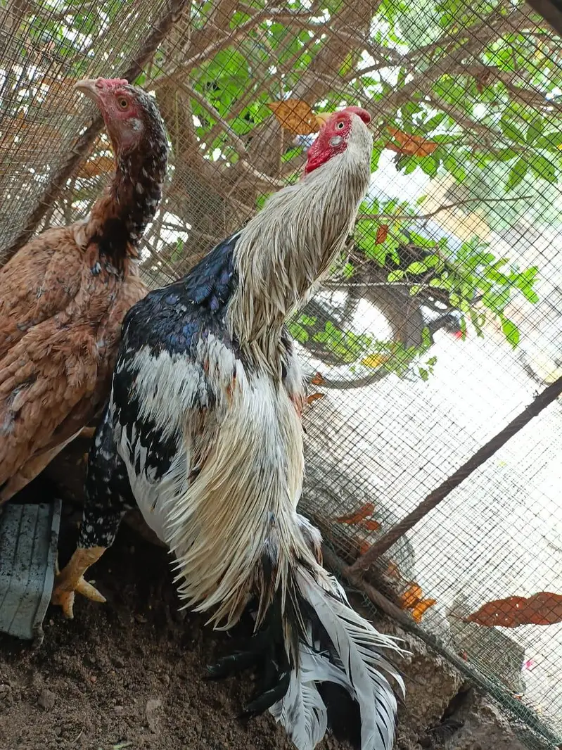 Aseel Mianwali Jageri — photo 2