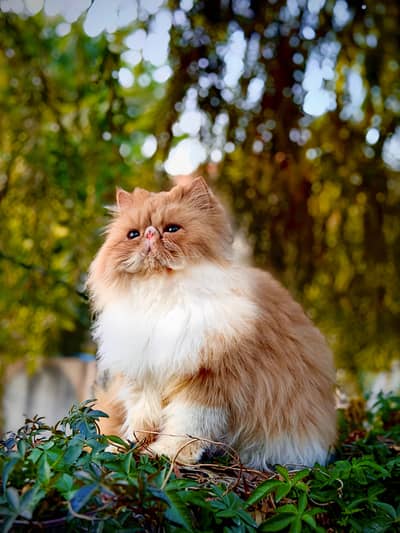 Premium Exotic Long Hair (peke face) Available for Mating/stud/cross