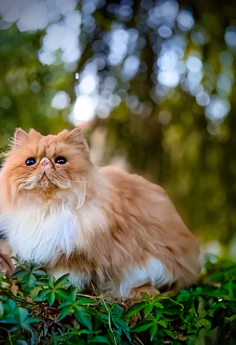 Premium Exotic Long Hair (peke face) Available for Mating/stud/cross — photo 3