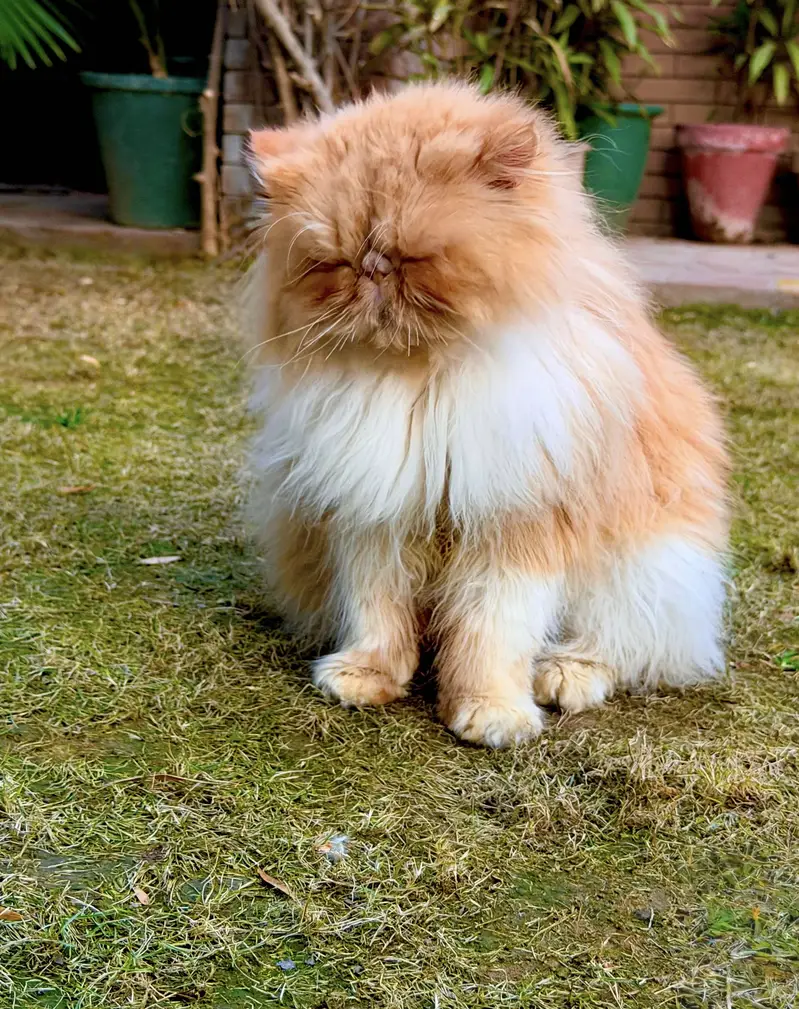 Premium Exotic Long Hair (peke face) Available for Mating/stud/cross — photo 4