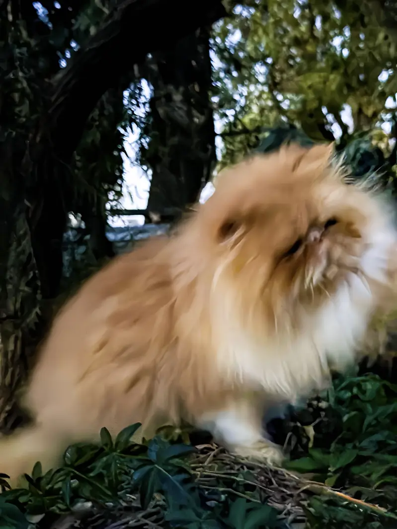 Premium Exotic Long Hair (peke face) Available for Mating/stud/cross — photo 7