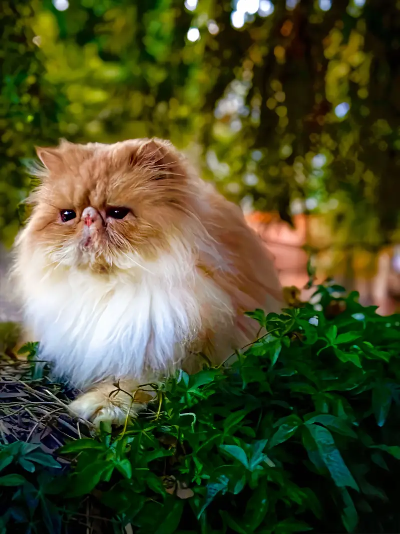 Premium Exotic Long Hair (peke face) Available for Mating/stud/cross — photo 8