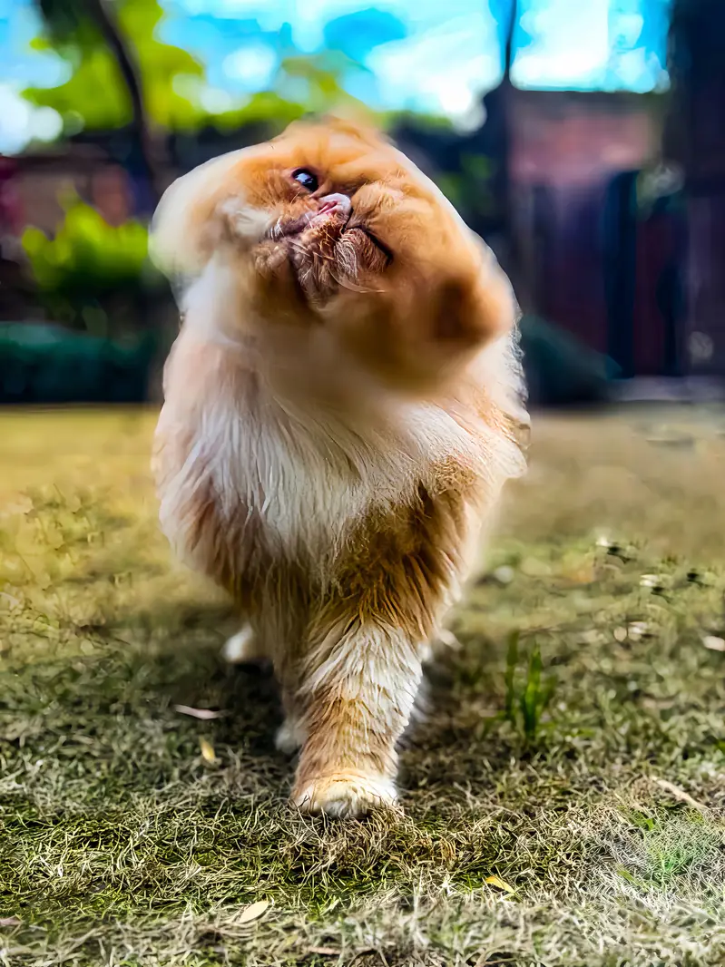 Premium Exotic Long Hair (peke face) Available for Mating/stud/cross — photo 9