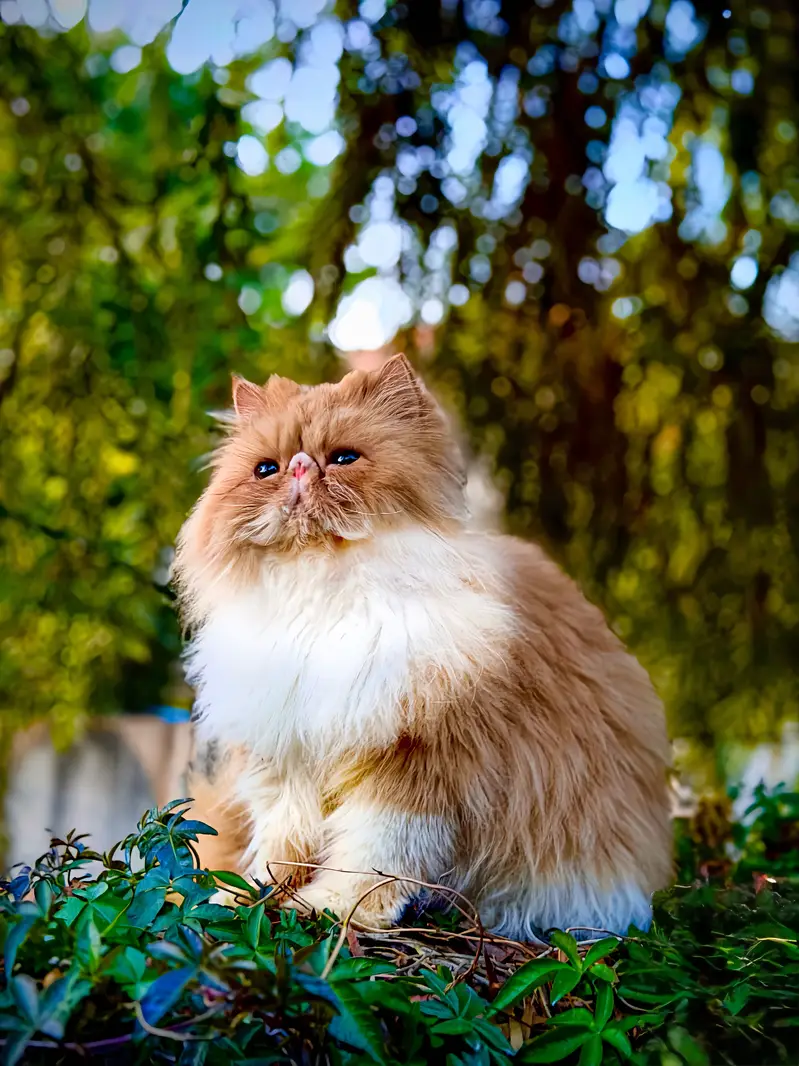 Premium Exotic Long Hair (peke face) Available for Mating/stud/cross — photo 10