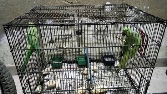  Green Ringneck Parrot Pair for Sale