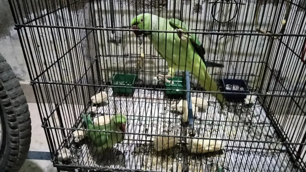  Green Ringneck Parrot Pair for Sale — photo 2