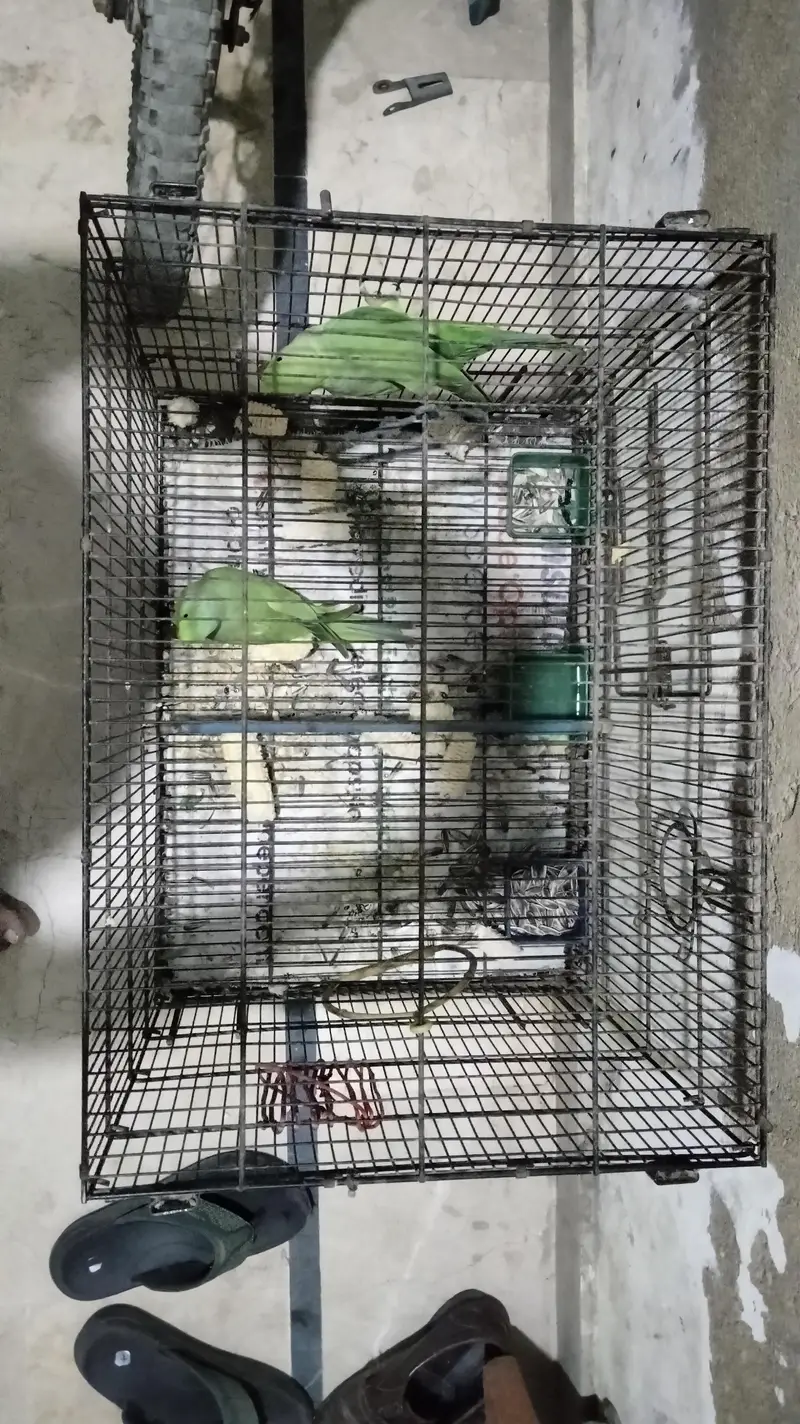  Green Ringneck Parrot Pair for Sale — photo 3