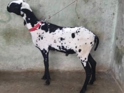 Beautiful Mundra Male