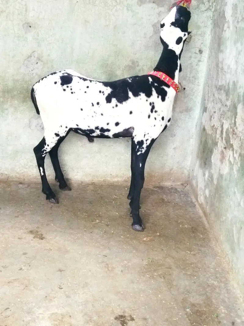 Beautiful Mundra Male — photo 2