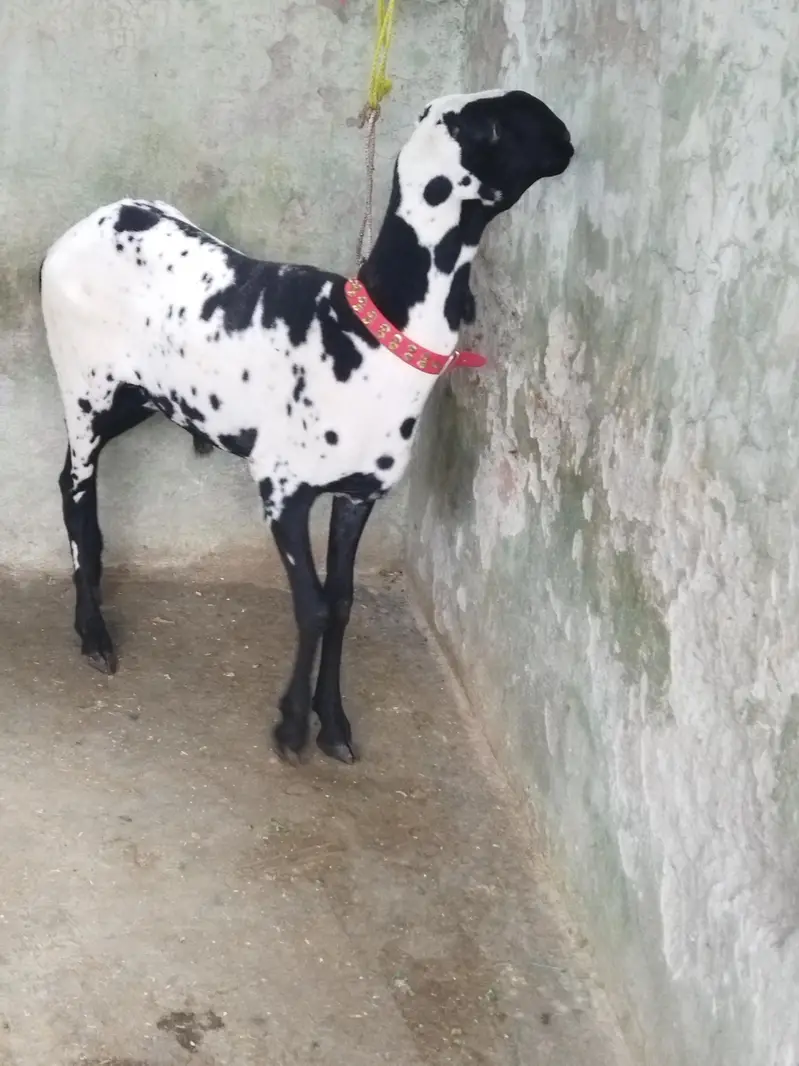 Beautiful Mundra Male — photo 3