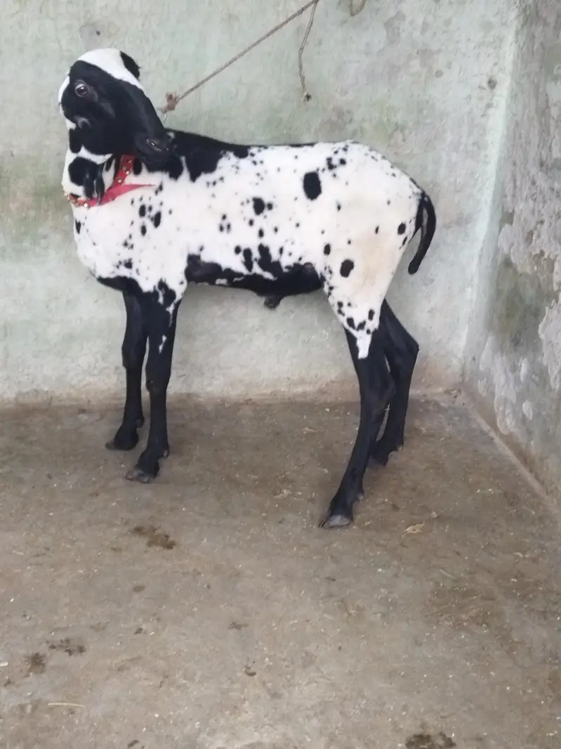 Beautiful Mundra Male — photo 4