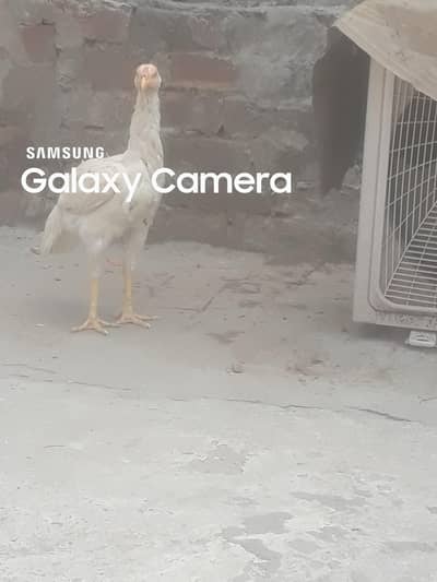 Rabbani
