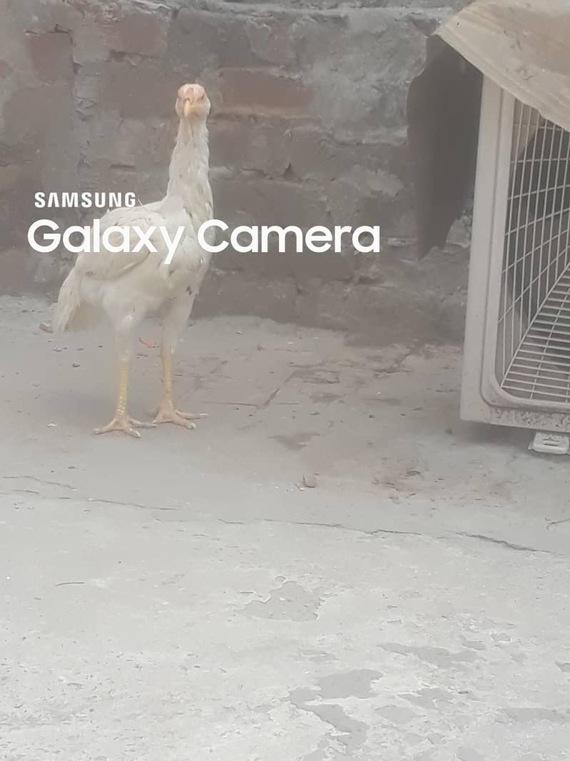 Rabbani 0