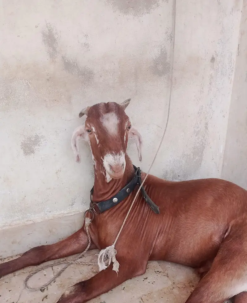 Ghar ka Pala hua Bakra — photo 4
