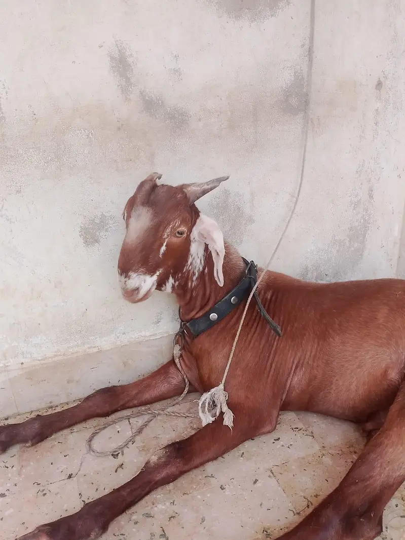 Ghar ka Pala hua Bakra — photo 5