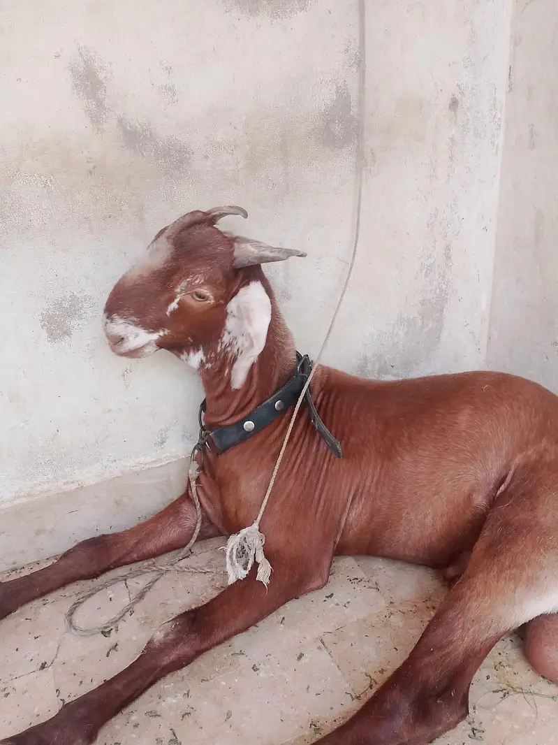 Ghar ka Pala hua Bakra — photo 6