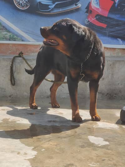 rottweiler female