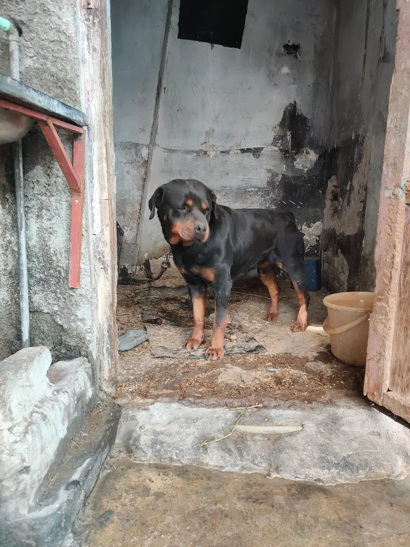 rottweiler female — photo 5
